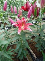 [5309 Red Empire No02.JPG]